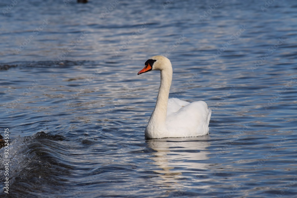 Majestätische Schönheit - der Höckerschwan. Er gleitet stolz auf dem Bodensee.
