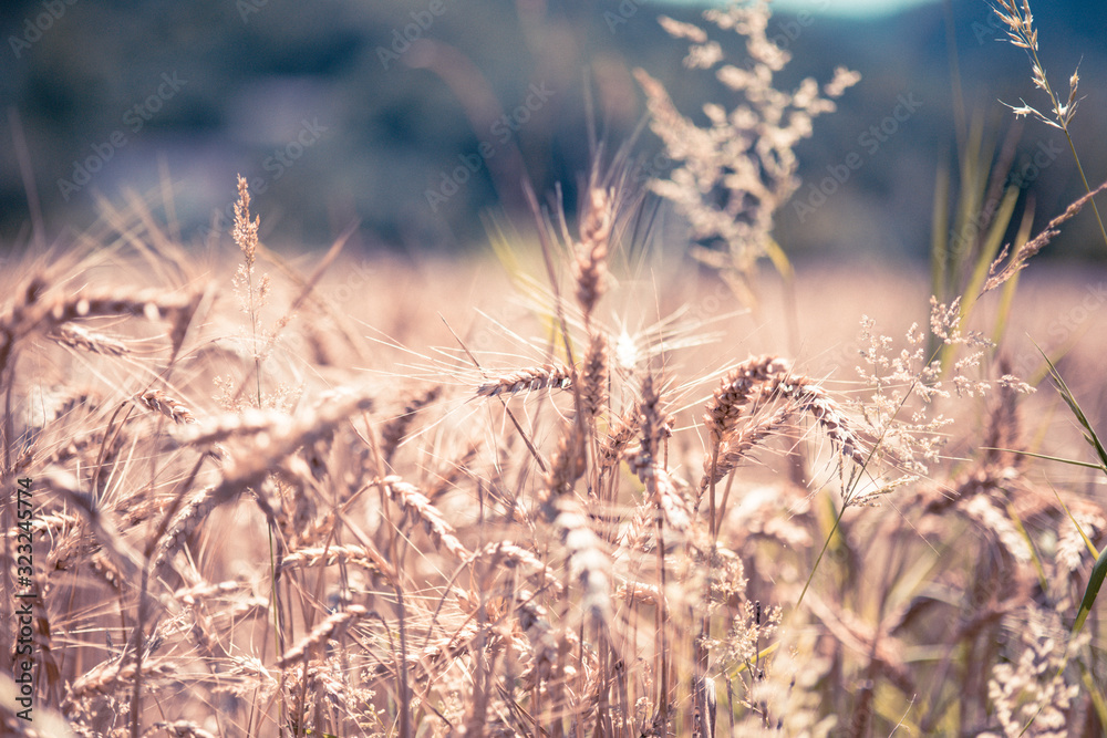 Fototapeta premium Wheat or grain field. Beautiful Nature Landscape. Rural Scenery under Shining Sunlight. Background of ripening ears of wheat field nad trees. 