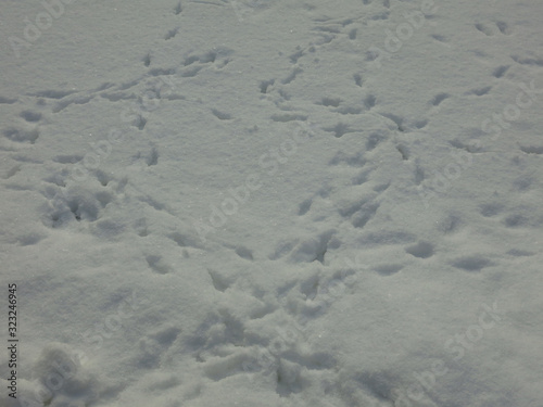 bird tracks on white snow