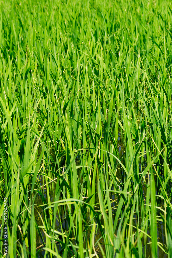 young green grass in spring young green grass in spring
