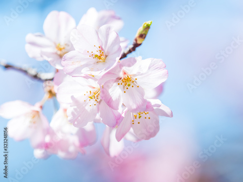 桜 cherry blossom 1