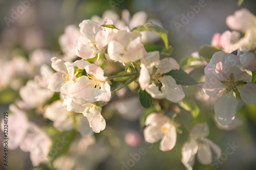 Blossom apple tree flowers macro. Spring time. Bright white an apple-tree flower illuminated by a bright ray of the spring and blue sky on a back background