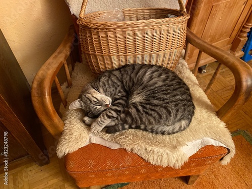 cat in basket