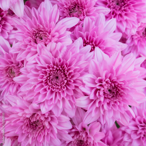 Pink flower chrysanthemum in garden.