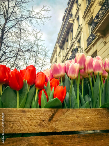 Red and pink tulips