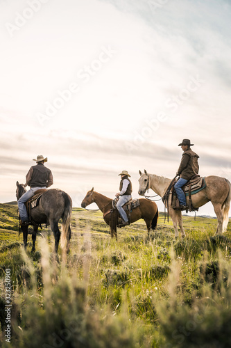 Cowboys on horseback herding cattle in pieceful prairie setting. Cody, Wyoming, USA