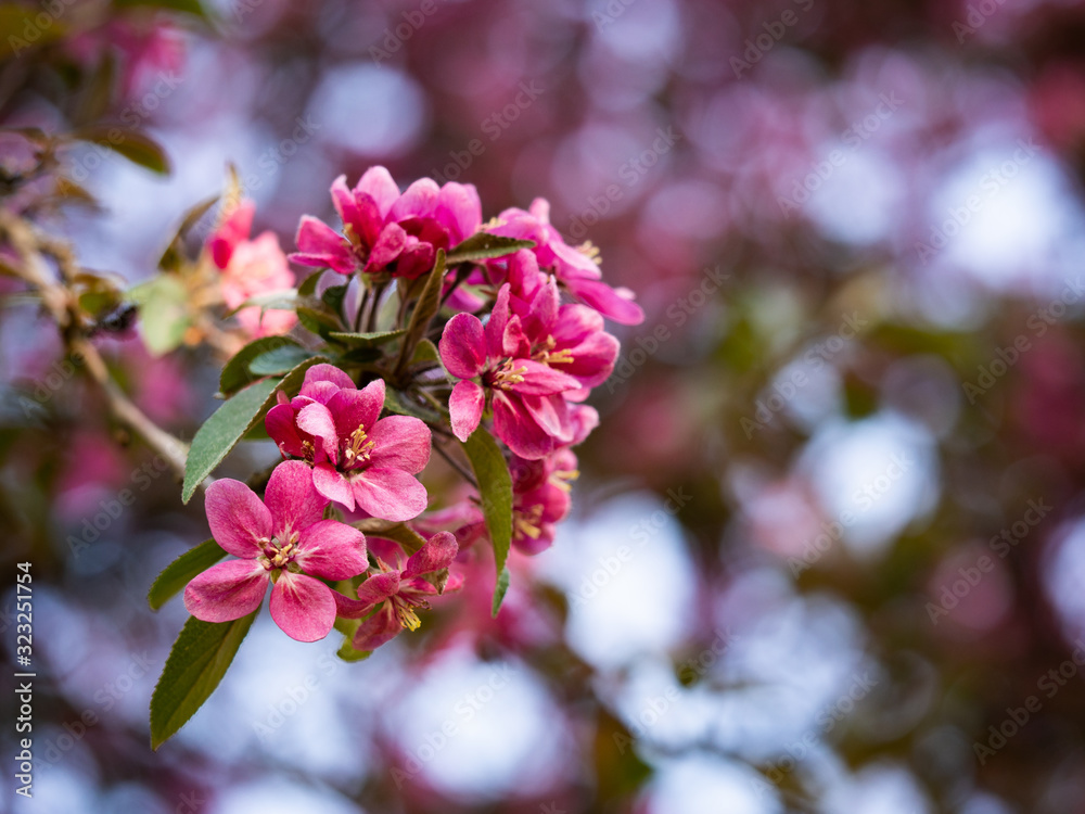 Pink flowers of blooming tree in spring Pink flowers of blooming tree in spring
