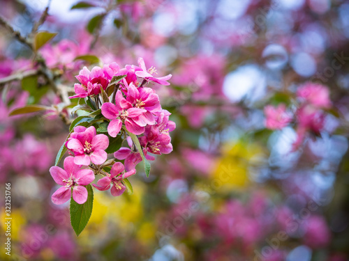 Pink flowers of blooming tree in spring background © sleepyhobbit