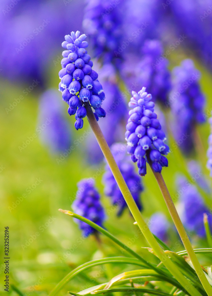 Close up of Grape Hyacinths in a sunny day Close up of Grape Hyacinths in a sunny day