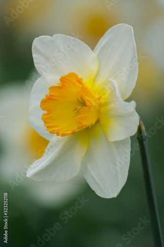 Fototapeta Naklejka Na Ścianę i Meble -  Daffodil closeup