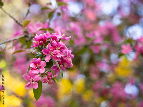 Pink flowers of blooming tree in spring