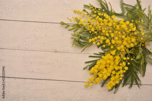 fiore di mimosa gialla per la festa della donna 8 marzo