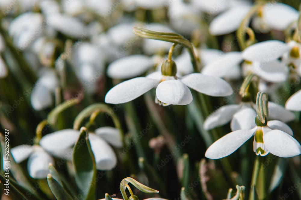 snowdrops, beautiful spring flowers of white color close-up. delicate white snowdrops. first spring flowers snowdrops, beautiful spring flowers of white color close-up. delicate white snowdrops. first spring flowers