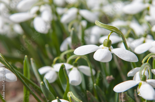 snowdrops, beautiful spring flowers of white color close-up. delicate white snowdrops. first spring flowers © Екатерина Белоусова