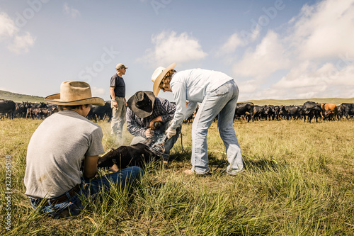 Cowboys pinning down a calf while it is being branded. Cody, Wyoming, USA
