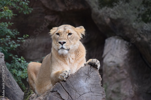 Zoo, Tier, Nürnberg, Wild, Natur photo