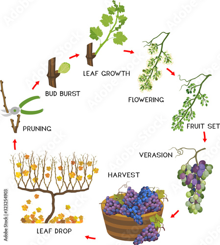 Annual growth life cycle of grapevine isolated on white background. Grapevine development and ripening stages