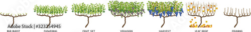 Annual growth life cycle of grapevine isolated on white background. Grapevine development and ripening stages