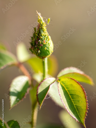 Aphid on a closed flower bud