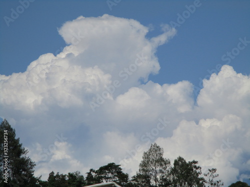 cypress leaves and white clouds