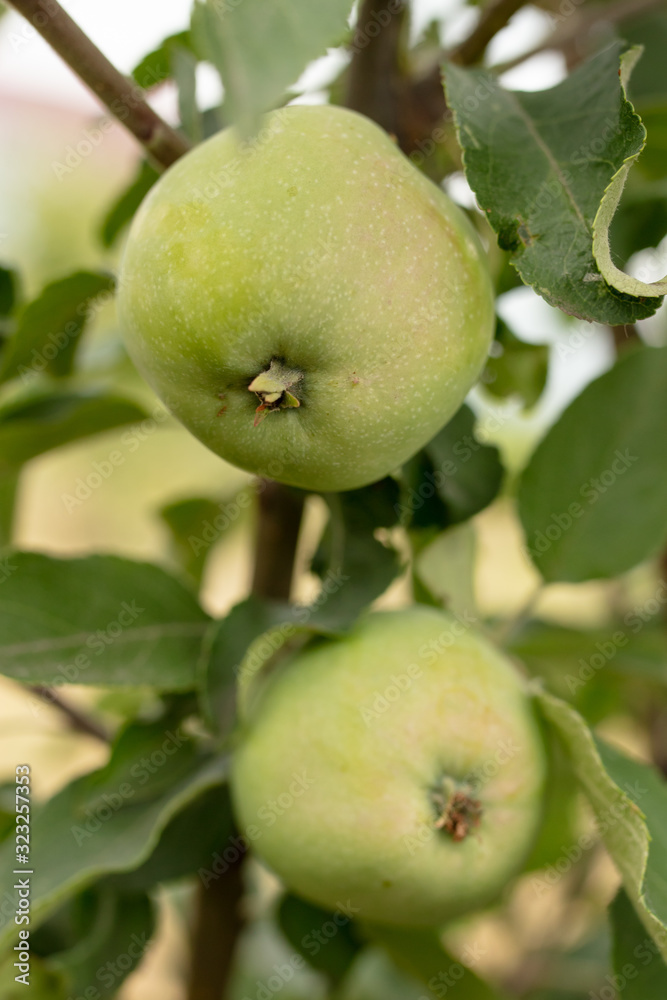 Green apples on a tree.