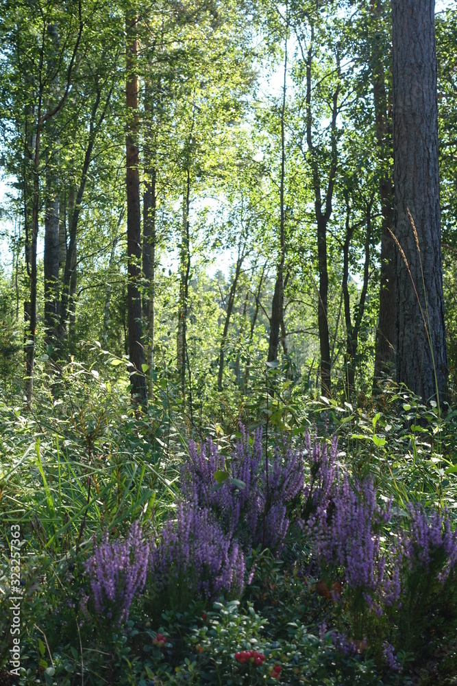 Fototapeta premium forest