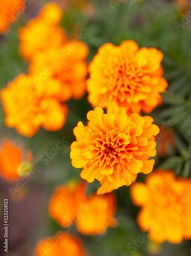 Orange flower in the park.