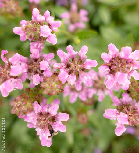 Pink flower in the park.