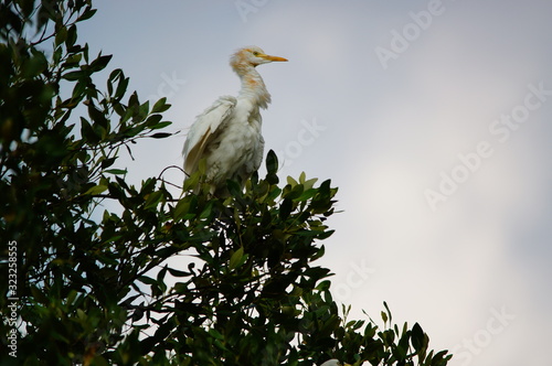 Catlle egret is in a tree branch