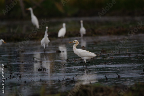 Catlle egret is looking for food in the fields