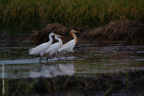 cattle egret in the field photo