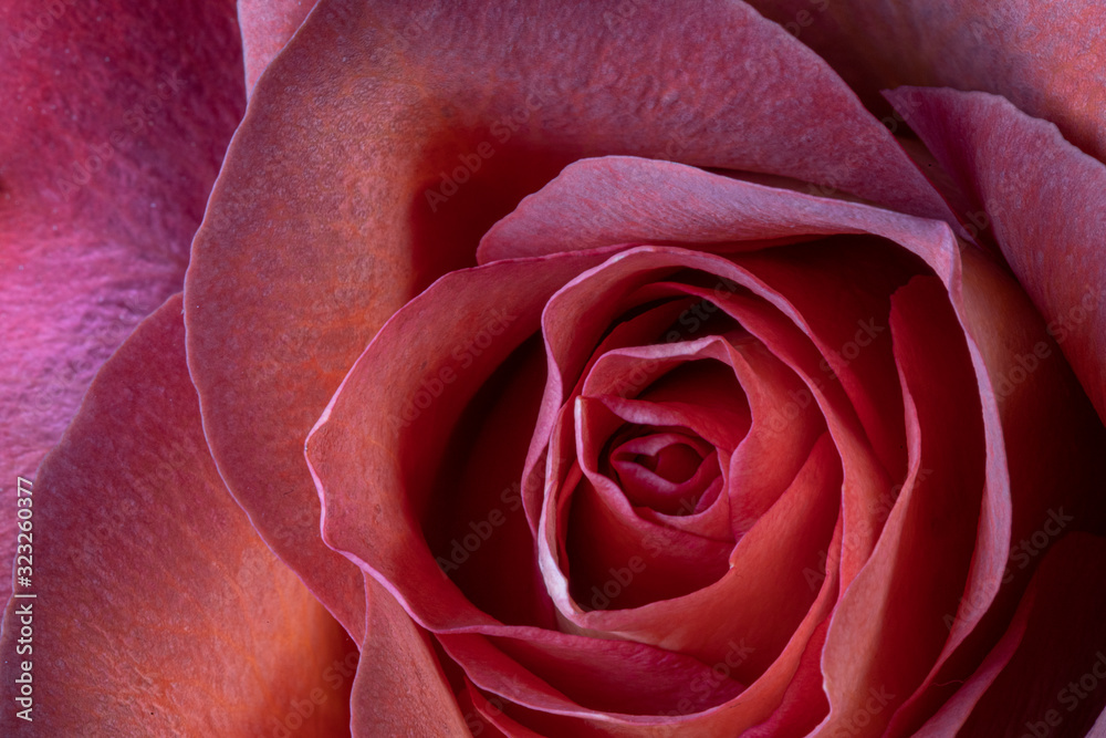Macro closeup of red rose Macro closeup of red rose