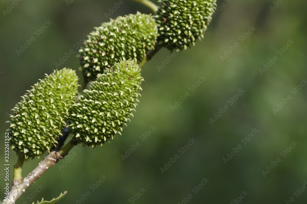 korea wild plants flower macro photograph korea wild plants flower macro photograph
