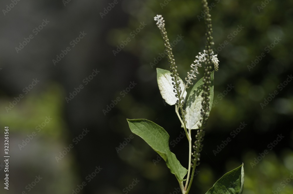 korea wild plants flower macro photograph korea wild plants flower macro photograph
