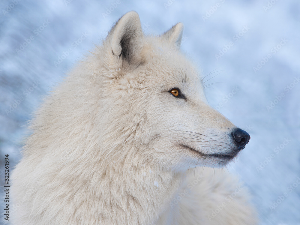 Portrait of a polar wolf on a blue background.