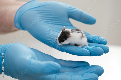 rodent in the hands of a doctor.