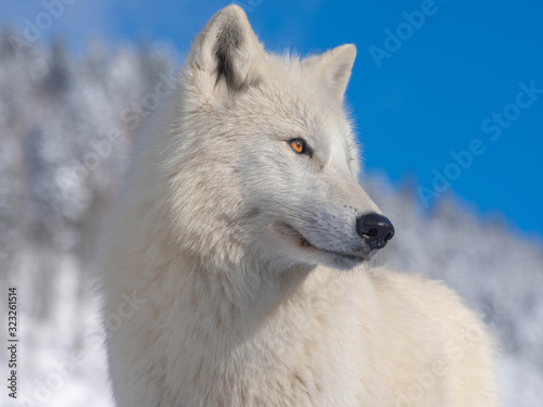 polar wolf portrait on sky background
