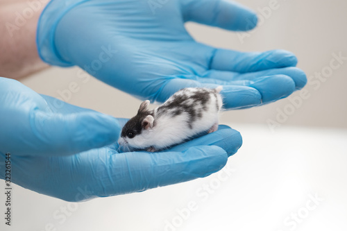 rodent in the hands of a doctor.