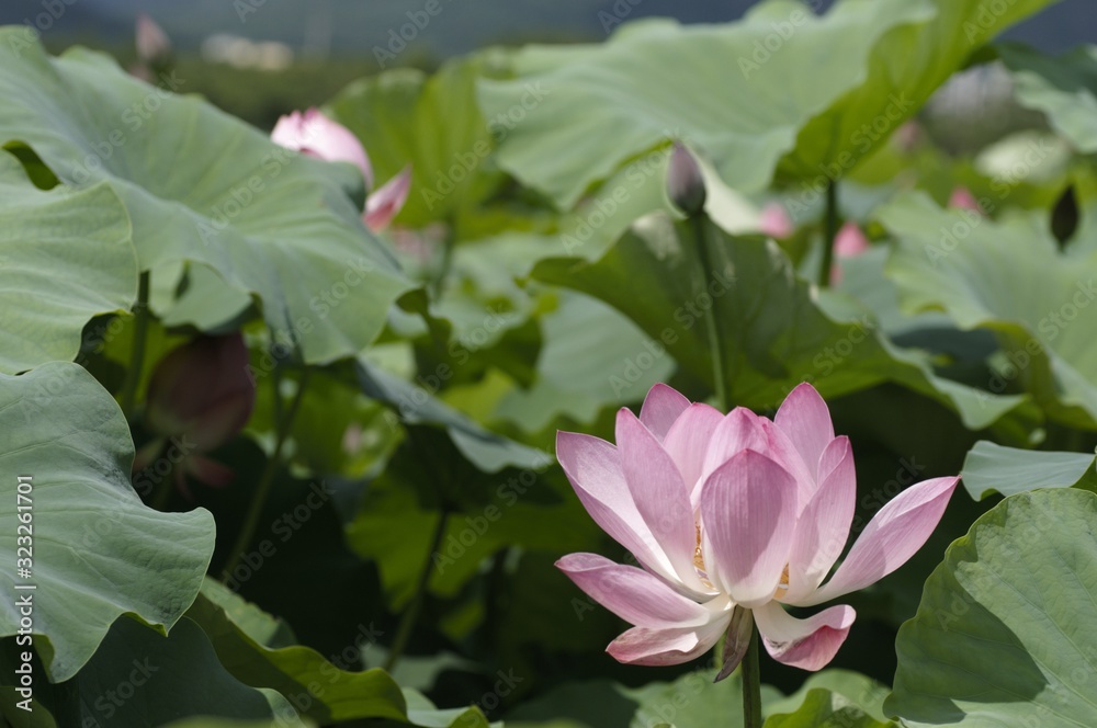 korea wild plants flower macro photograph korea wild plants flower macro photograph