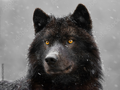 Portrait of a canadian wolf in snowy weather. © fotomaster