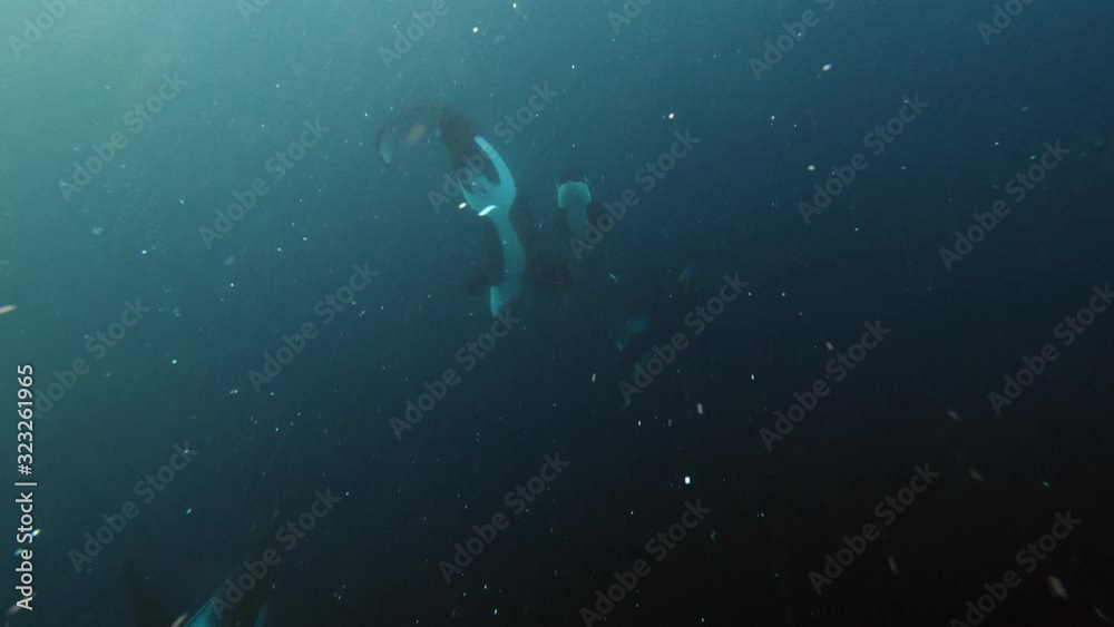 orcas, killer whales hunting for herrings in the fjords of Norway orcas, killer whales hunting for herrings in the fjords of Norway