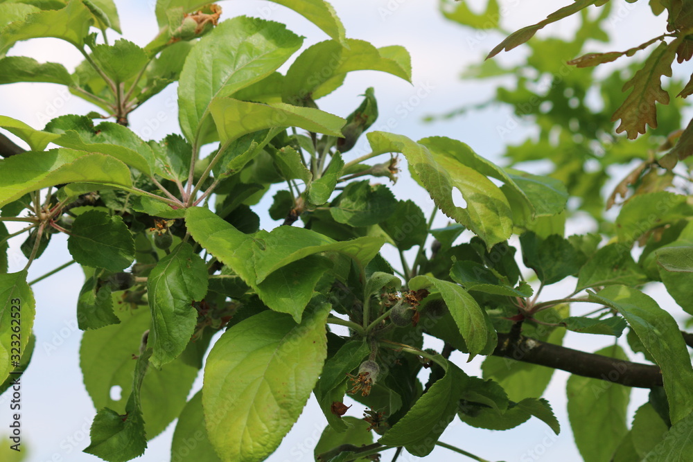Obraz premium apfelbaum zwe4ig