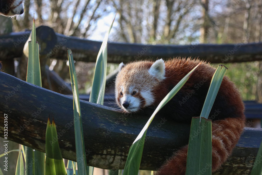 red panda bear
