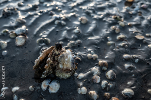 Auster im Wattenmeer bei Ebbe im Sand 