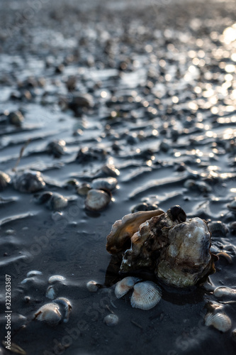 Offene Auster im Wasser