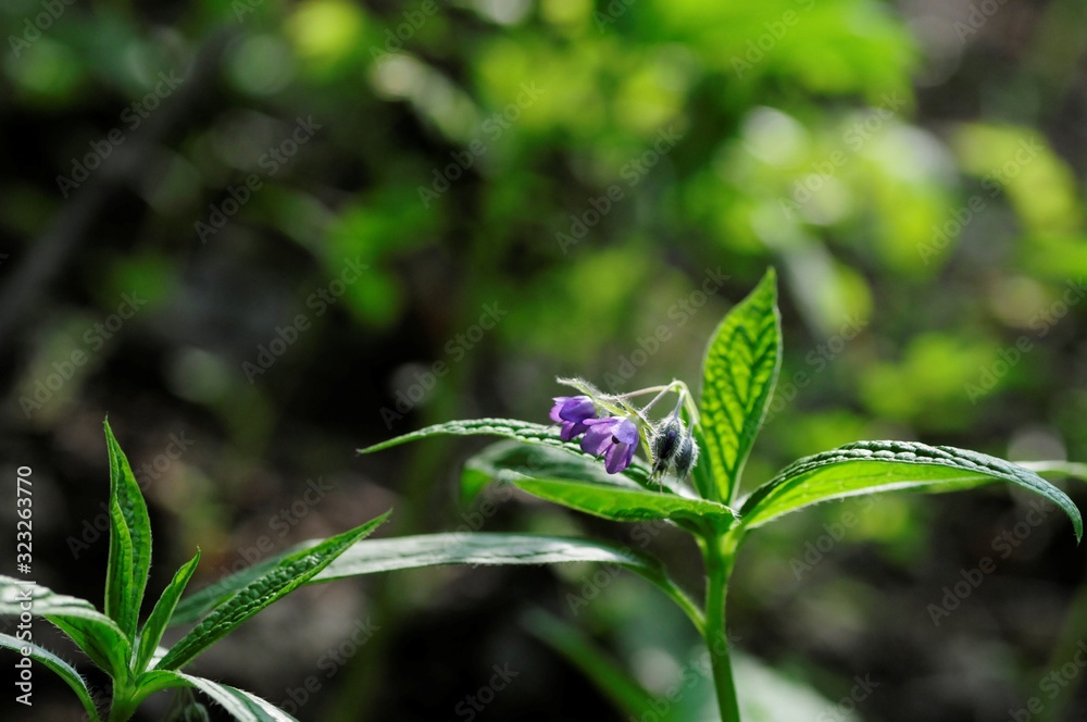 korea wild plants flower macro photograph korea wild plants flower macro photograph