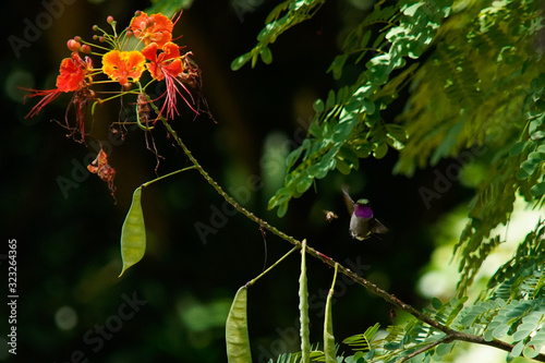 Amethyst Woodstar Hummingbird in nature photo