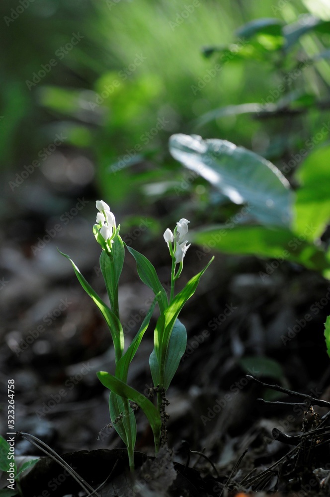 korea wild plants flower macro photograph korea wild plants flower macro photograph