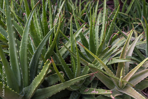 aloe vera plant leaves