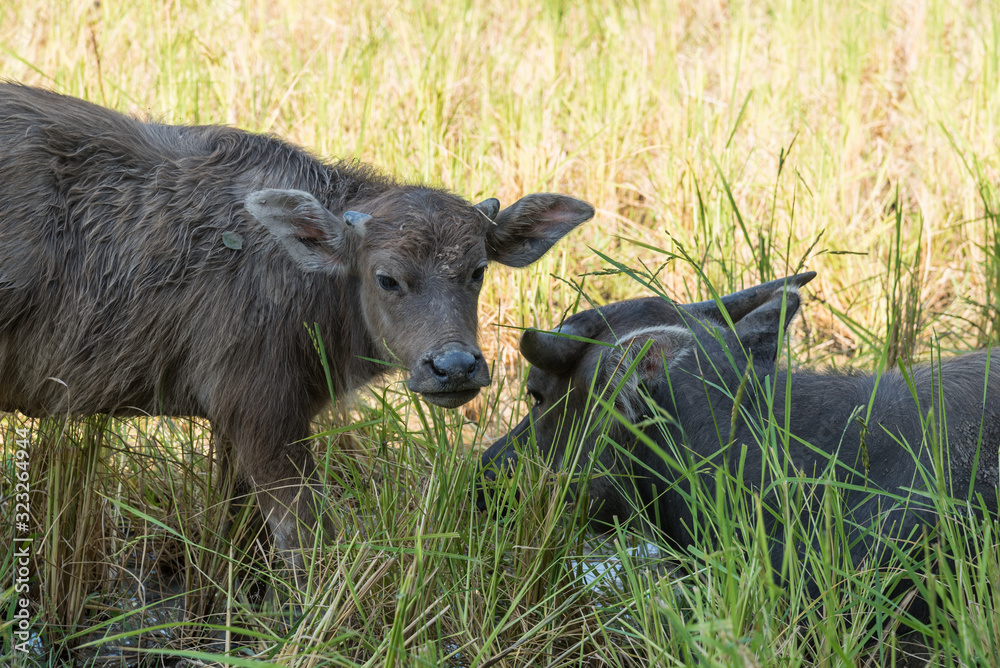 Fototapeta premium Asian water Buffalo with her kid in rice field